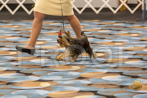 Yorkshire Terrier Thurs 6 to 9 Dog Show 1_JJJ_2968-OKCToy2019-HR3