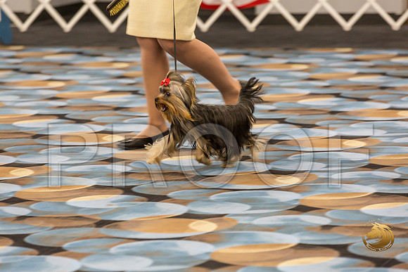 Yorkshire Terrier Thurs 6 to 9 Dog Show 1_JJJ_2969-OKCToy2019-HR3