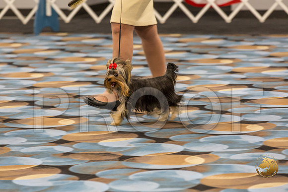 Yorkshire Terrier Thurs 6 to 9 Dog Show 1_JJJ_2970-OKCToy2019-HR3