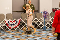 Yorkshire Terrier Thurs 9 to 12 Bitch Show 1
