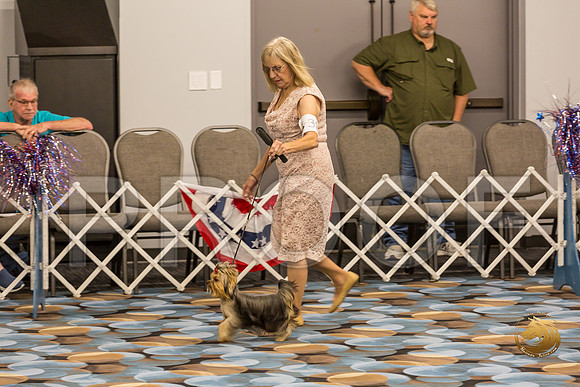 Yorkshire Terrier Thurs 9 to 12 Bitch Show 1_JJJ_3691-OKCToy2019-HR3