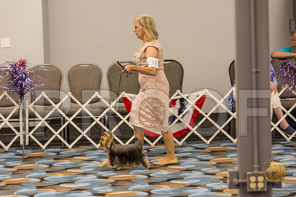 Yorkshire Terrier Thurs 9 to 12 Bitch Show 1_JJJ_3693-OKCToy2019-HR3
