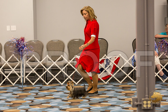 Yorkshire Terrier Thurs 9 to 12 Bitch Show 1_JJJ_3698-OKCToy2019-HR3
