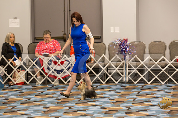 Yorkshire Terrier Thurs 9 to 12 Bitch Show 1_JJJ_3701-OKCToy2019-HR3