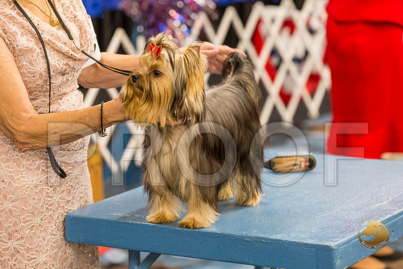 Yorkshire Terrier Thurs 9 to 12 Bitch Show 1_JJJ_3705-OKCToy2019-HR3