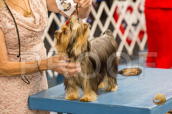 Yorkshire Terrier Thurs 9 to 12 Bitch Show 1_JJJ_3706-OKCToy2019-HR3