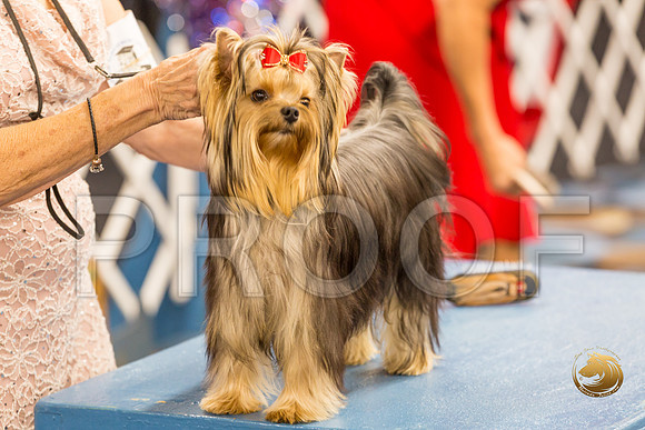 Yorkshire Terrier Thurs 9 to 12 Bitch Show 1_JJJ_3709-OKCToy2019-HR3