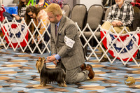 Yorkshire Terrier Thurs 9 to 12 Dog Show 1
