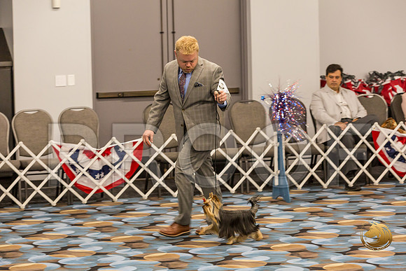 Yorkshire Terrier Thurs 9 to 12 Dog Show 1_JJJ_3014-OKCToy2019-HR3