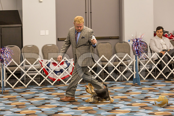 Yorkshire Terrier Thurs 9 to 12 Dog Show 1_JJJ_3015-OKCToy2019-HR3