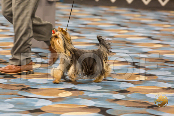 Yorkshire Terrier Thurs 9 to 12 Dog Show 1_JJJ_3023-OKCToy2019-HR3