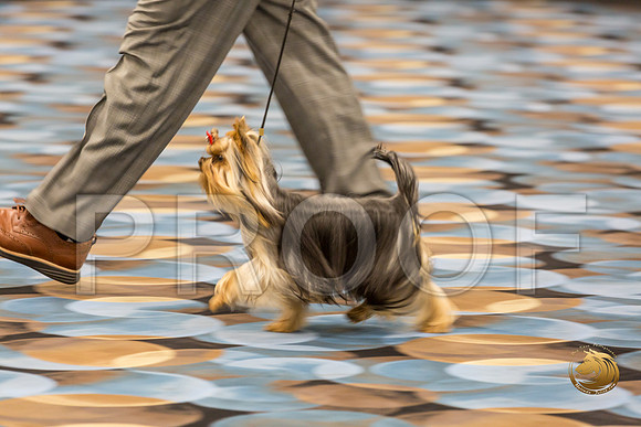 Yorkshire Terrier Thurs 9 to 12 Dog Show 1_JJJ_3027-OKCToy2019-HR3