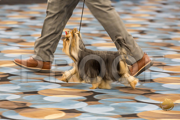 Yorkshire Terrier Thurs 9 to 12 Dog Show 1_JJJ_3030-OKCToy2019-HR3