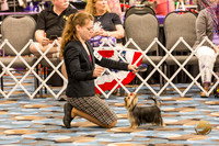 Yorkshire Terrier Thurs AmBred Bitch Show 1