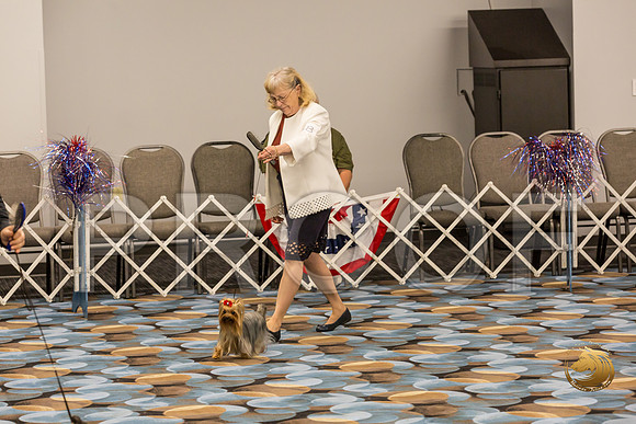 Yorkshire Terrier Thurs AmBred Bitch Show 1_JJJ_4213-OKCToy2019-HR3