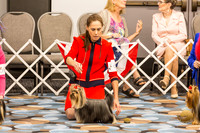 Yorkshire Terrier Thurs BBE Bitch Show 1