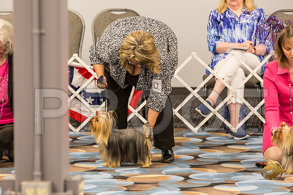 Yorkshire Terrier Thurs BBE Bitch Show 1_JJJ_3956-OKCToy2019-HR3
