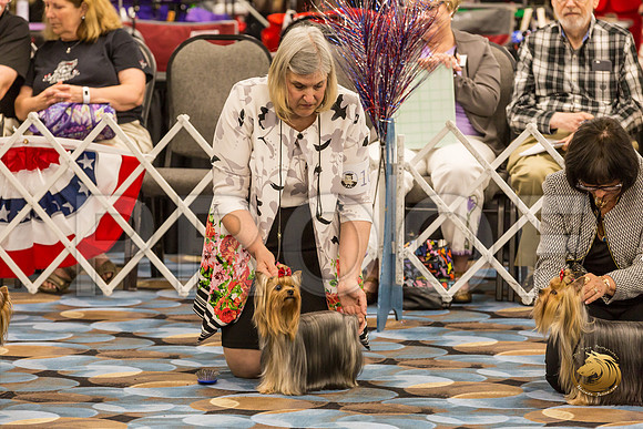 Yorkshire Terrier Thurs BBE Bitch Show 1_JJJ_3966-OKCToy2019-HR3
