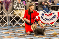 Yorkshire Terrier Thurs BBE Dog Show 1