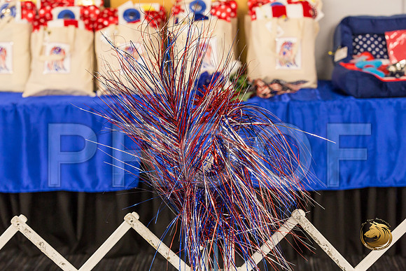 Yorkshire Terrier Thurs Candids Show 1_JJJ_2930-OKCToy2019-HR3