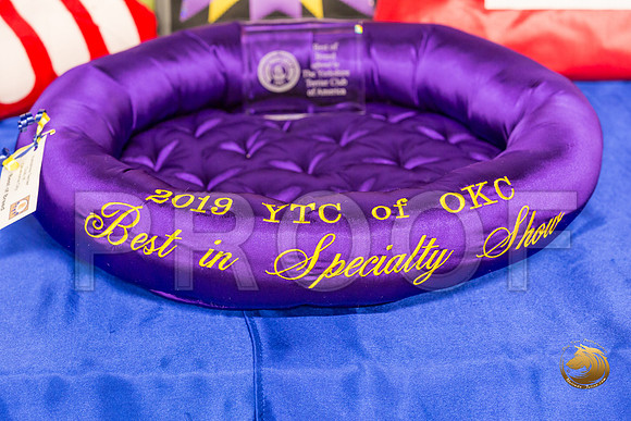 Yorkshire Terrier Thurs Candids Show 1_JJJ_2942-OKCToy2019-HR3