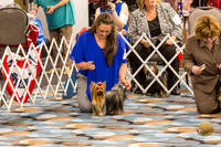 Yorkshire Terrier Thurs Open Bitch Show 1