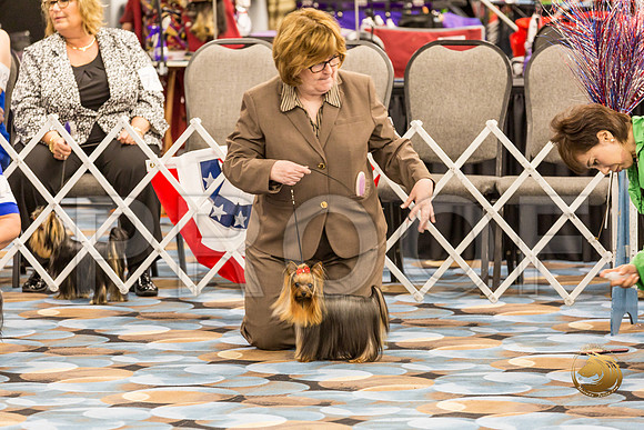 Yorkshire Terrier Thurs Open Bitch Show 1_JJJ_4307-OKCToy2019-HR3