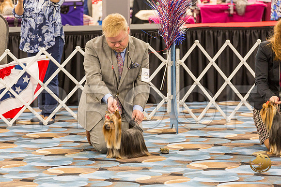 Yorkshire Terrier Thurs Open Bitch Show 1_JJJ_4311-OKCToy2019-HR3