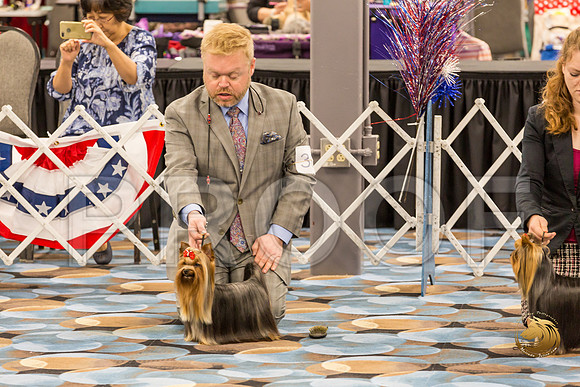 Yorkshire Terrier Thurs Open Bitch Show 1_JJJ_4314-OKCToy2019-HR3