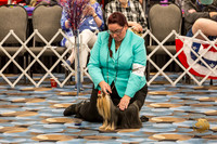 Yorkshire Terrier Thurs Open Dog Show 1