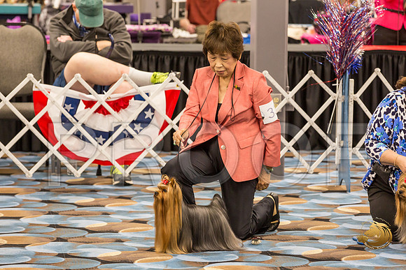 Yorkshire Terrier Thurs Open Dog Show 1_JJJ_3274-OKCToy2019-HR3