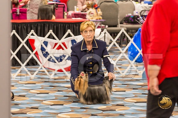 Yorkshire Terrier Thurs Open Dog Show 1_JJJ_3276-OKCToy2019-HR3