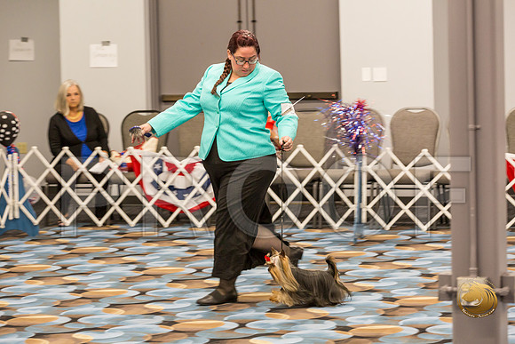 Yorkshire Terrier Thurs Open Dog Show 1_JJJ_3278-OKCToy2019-HR3