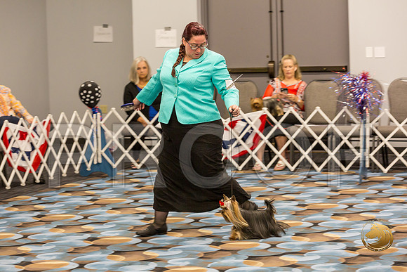 Yorkshire Terrier Thurs Open Dog Show 1_JJJ_3280-OKCToy2019-HR3