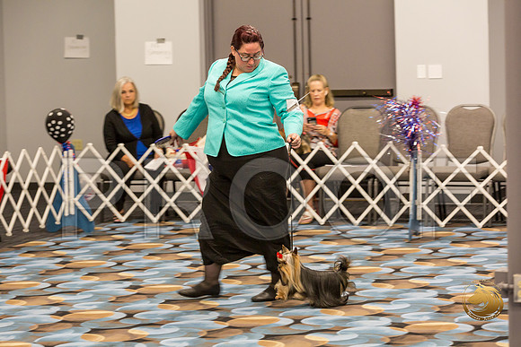Yorkshire Terrier Thurs Open Dog Show 1_JJJ_3279-OKCToy2019-HR3
