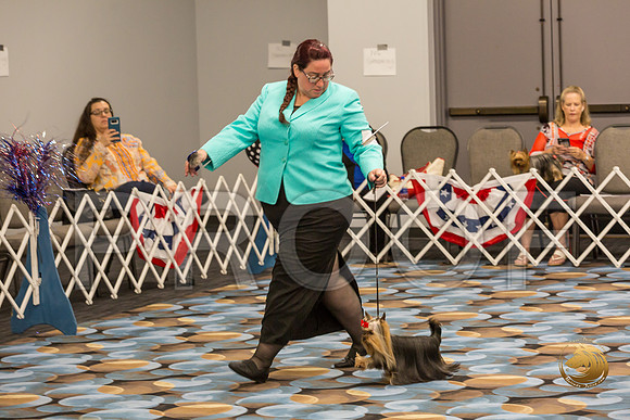 Yorkshire Terrier Thurs Open Dog Show 1_JJJ_3282-OKCToy2019-HR3