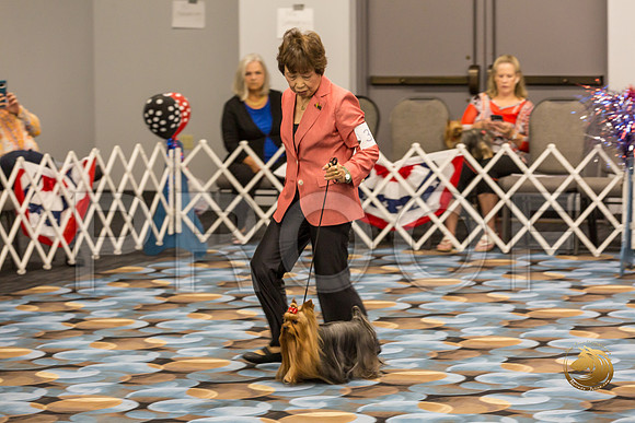 Yorkshire Terrier Thurs Open Dog Show 1_JJJ_3284-OKCToy2019-HR3