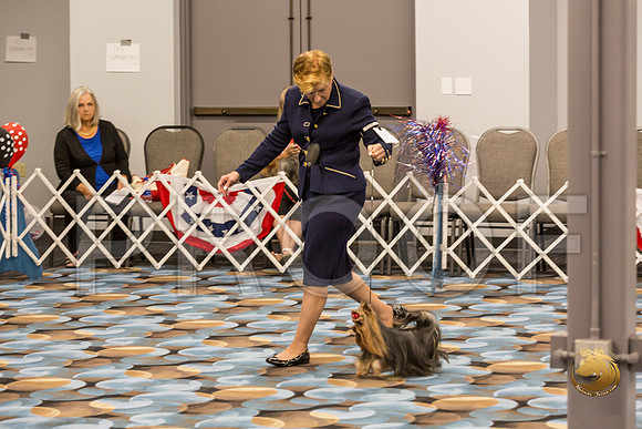 Yorkshire Terrier Thurs Open Dog Show 1_JJJ_3292-OKCToy2019-HR3