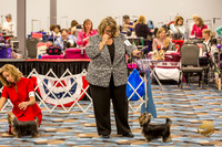 Yorkshire Terrier Thurs Winners Bitch Show 1