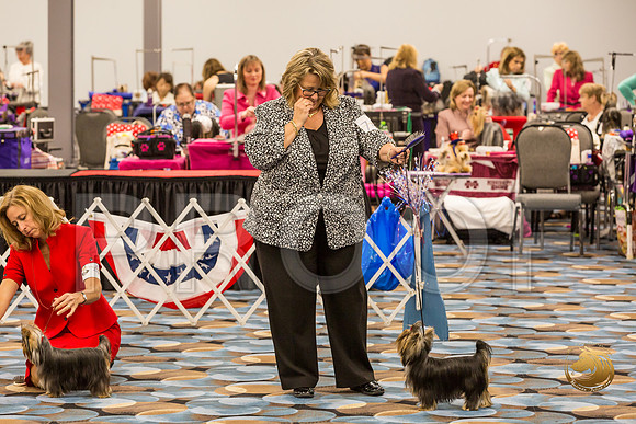 Yorkshire Terrier Thurs Winners Bitch Show 1_JJJ_4461-OKCToy2019-HR3
