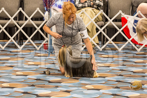 Yorkshire Terrier Thurs Winners Dog Show 1_JJJ_3390-OKCToy2019-HR3
