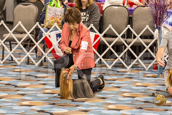 Yorkshire Terrier Thurs Winners Dog Show 1_JJJ_3392-OKCToy2019-HR3