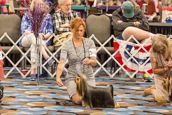 Yorkshire Terrier Thurs Winners Dog Show 1_JJJ_3394-OKCToy2019-HR3