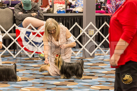 Yorkshire Terrier Thurs Winners Dog Show 1_JJJ_3395-OKCToy2019-HR3
