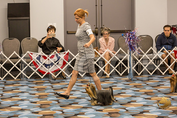 Yorkshire Terrier Thurs Winners Dog Show 1_JJJ_3399-OKCToy2019-HR3