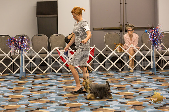 Yorkshire Terrier Thurs Winners Dog Show 1_JJJ_3401-OKCToy2019-HR3