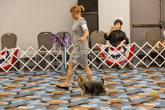 Yorkshire Terrier Thurs Winners Dog Show 1_JJJ_3404-OKCToy2019-HR3