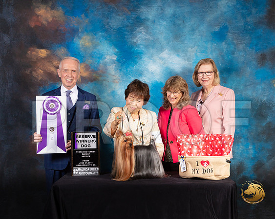 Yorkshire Terrier #33 Fri RWD Judge Fred Bassett_SSR_9567-©ToyOKC2019-HR3