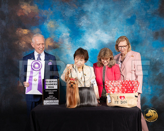 Yorkshire Terrier #33 Fri RWD Judge Fred Bassett_SSR_9570-©ToyOKC2019-HR3