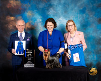 Yorkshire Terrier #39 Fri 12 to 18 1 Judge Fred Bassett